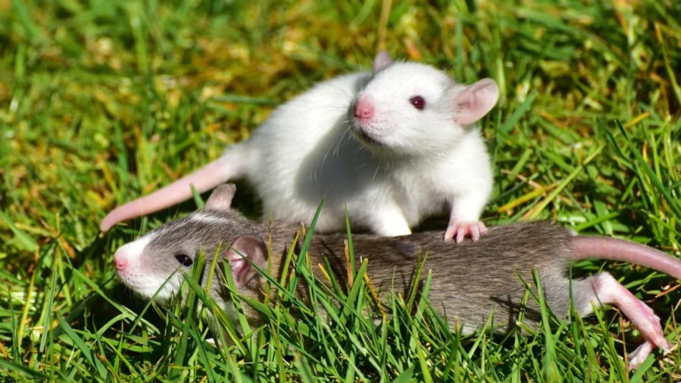 Rat Life Expectancy
