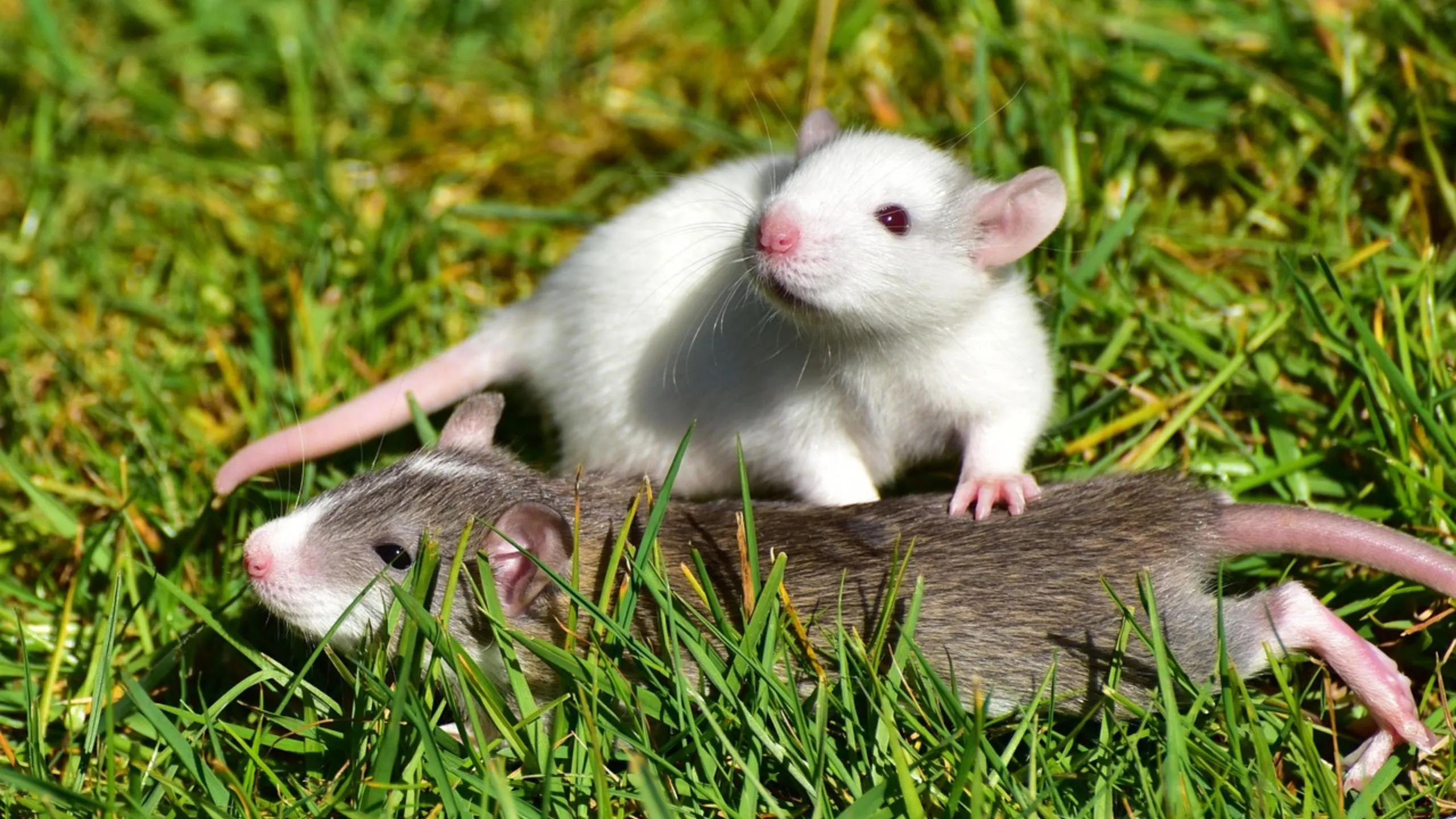 Rat Life Expectancy