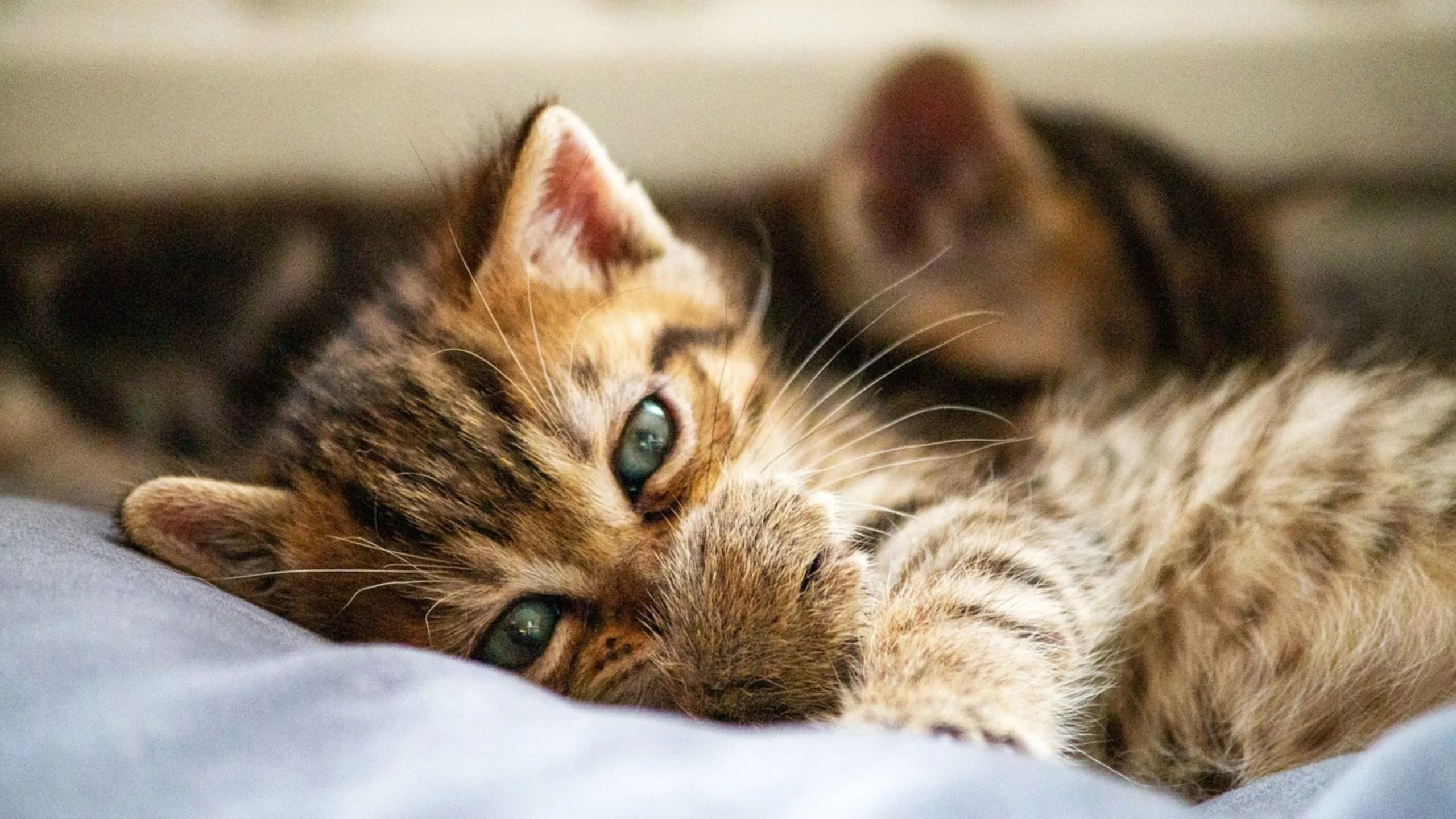 Coughing Cat vs. Sneezing Cat