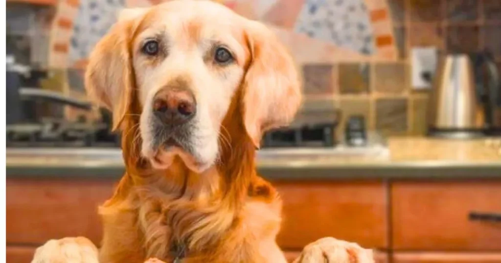 Raw Chicken for Dogs