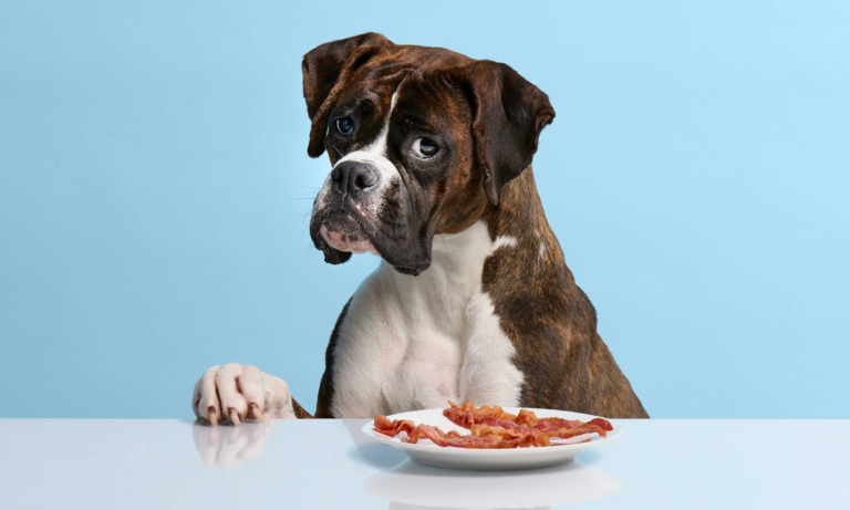 Can Dogs Have Bacon