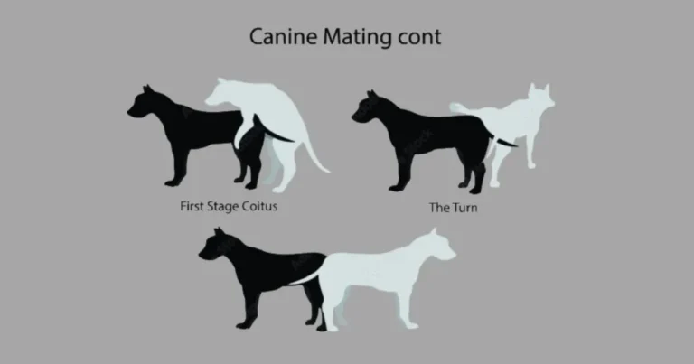 How Do Dogs Mate