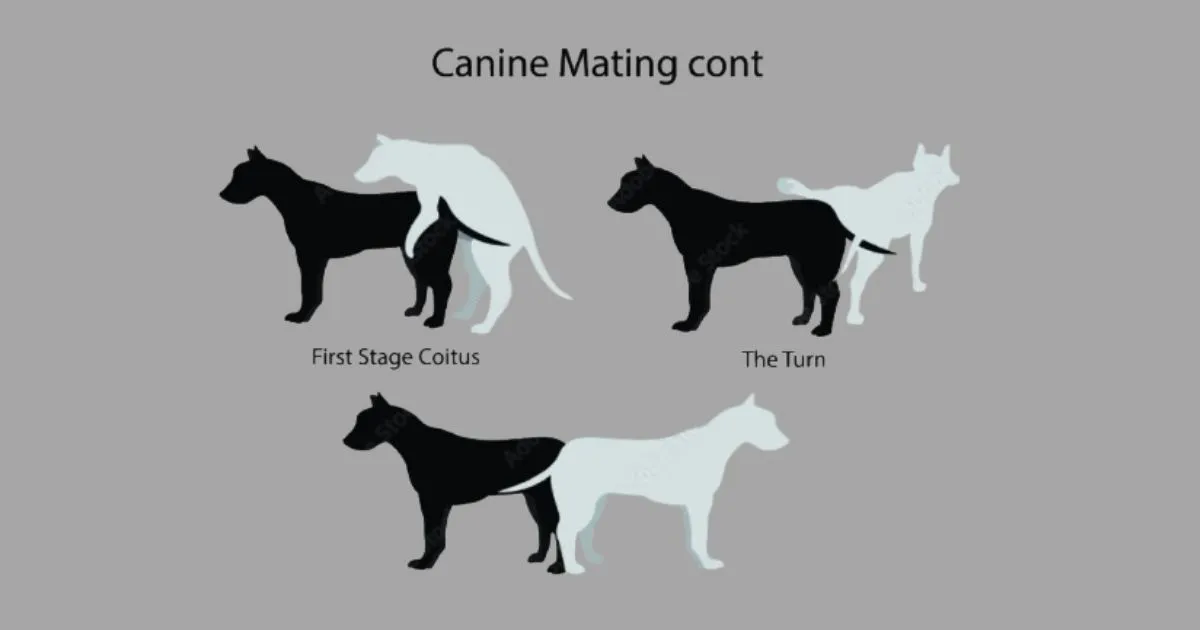 How Do Dogs Mate