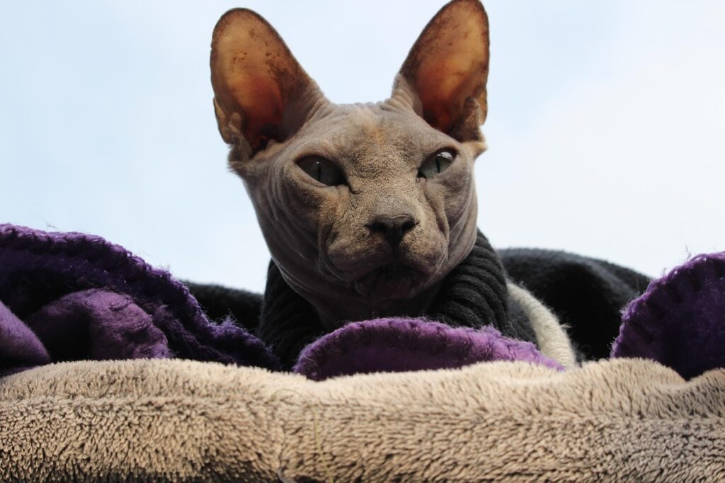 Sphynx Breed Economic Considerations Ugly Hairless Cat