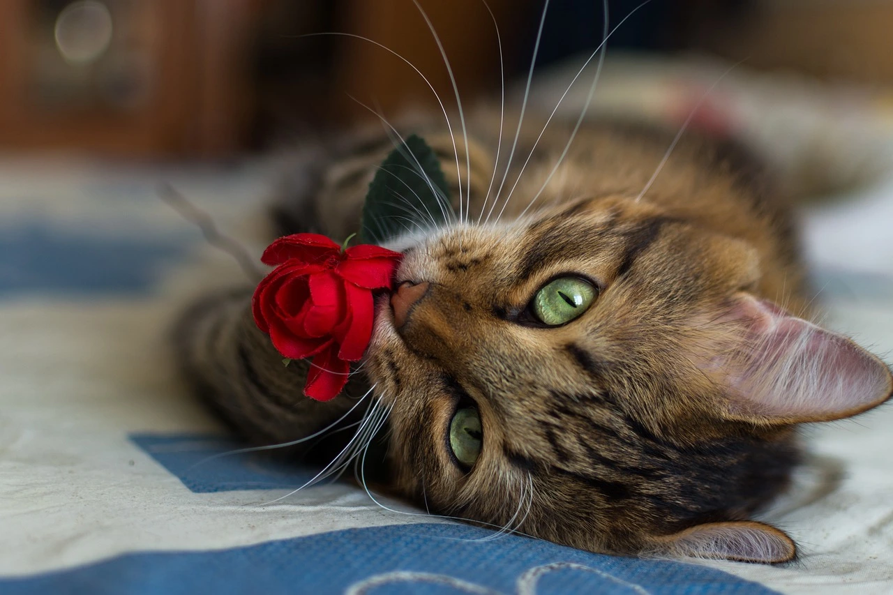 Are Roses Toxic to Cats
