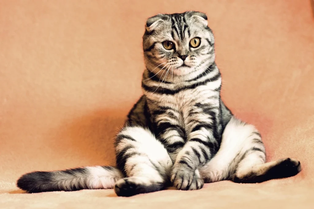 Unconventional Pet Beauty Trends the ugliest cat in the world