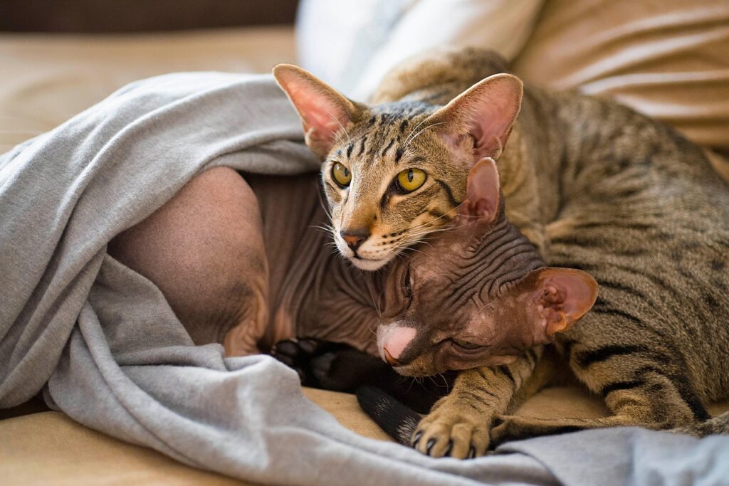 Unconventional Hairless Cat Breeds the ugliest cat in the world