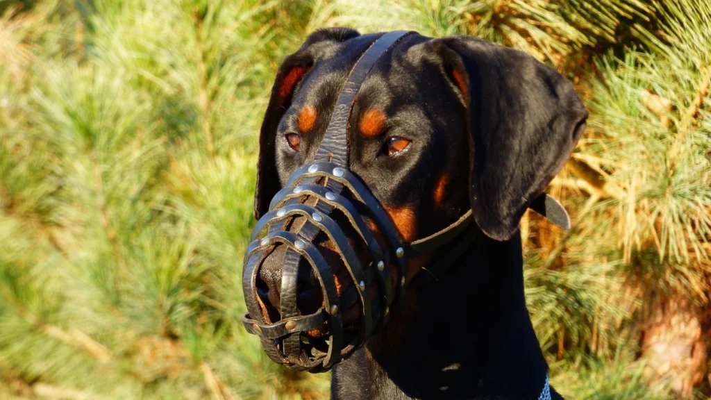 Fighting Dog Heritage and Modern Temperament