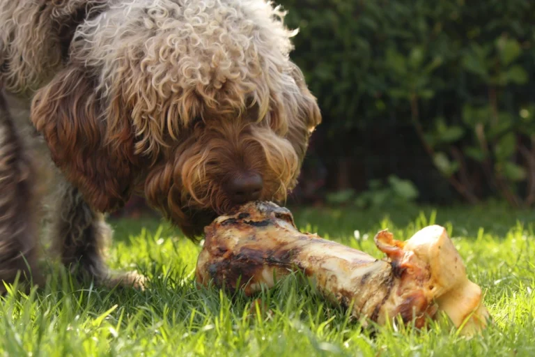 Chicken Bones for Dogs