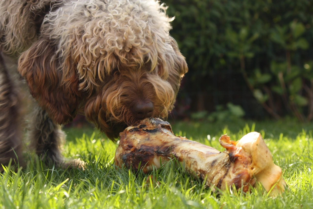 Chicken Bones for Dogs