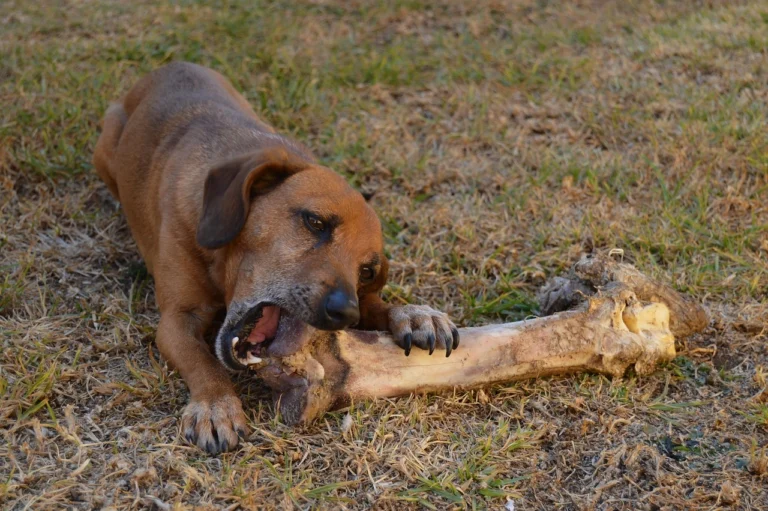 Dog Eats Chicken Bones