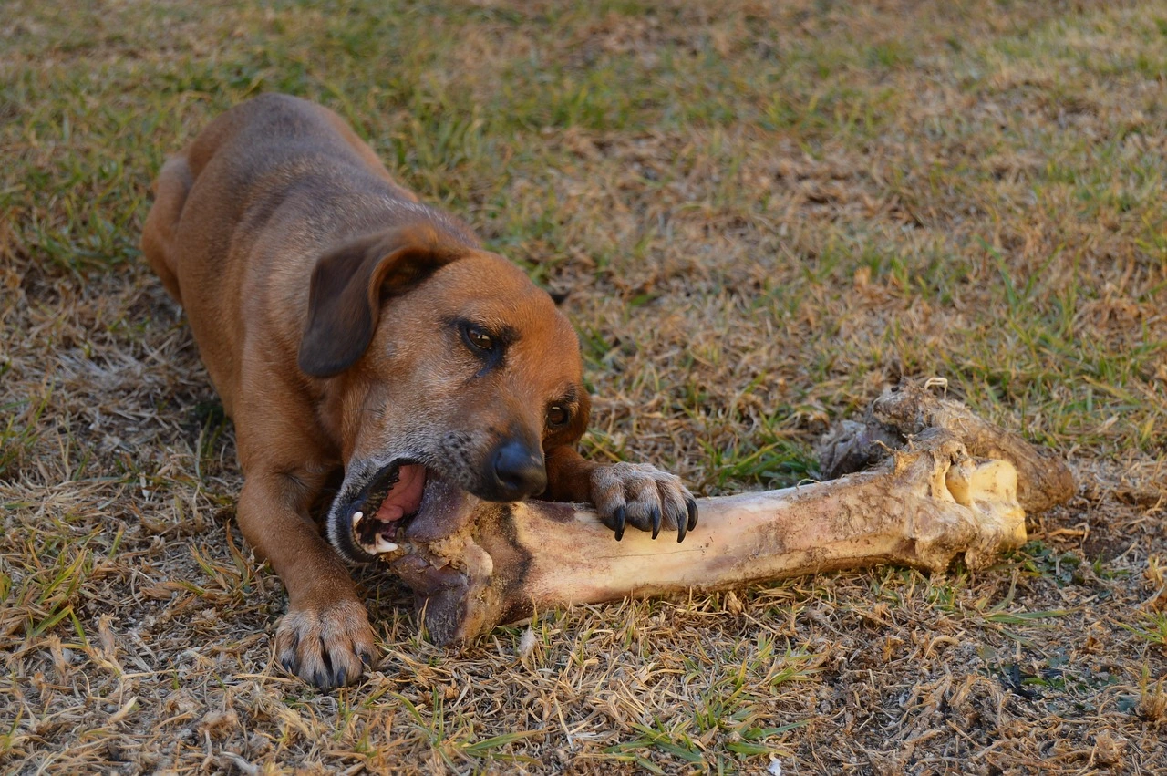 Dog Eats Chicken Bones