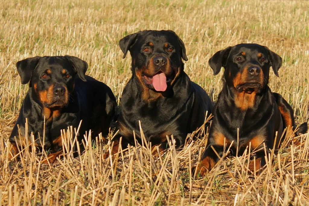 Big Scary Dog Breeds