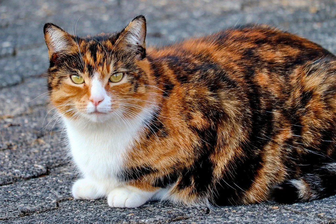 calico cat names