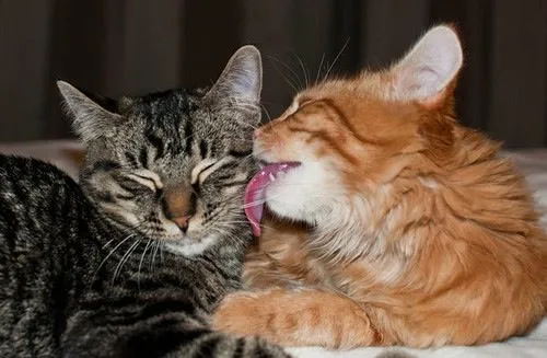 why do my cats lick each other and then fight