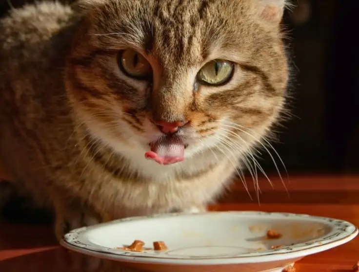 can cats eat sardines in olive oil