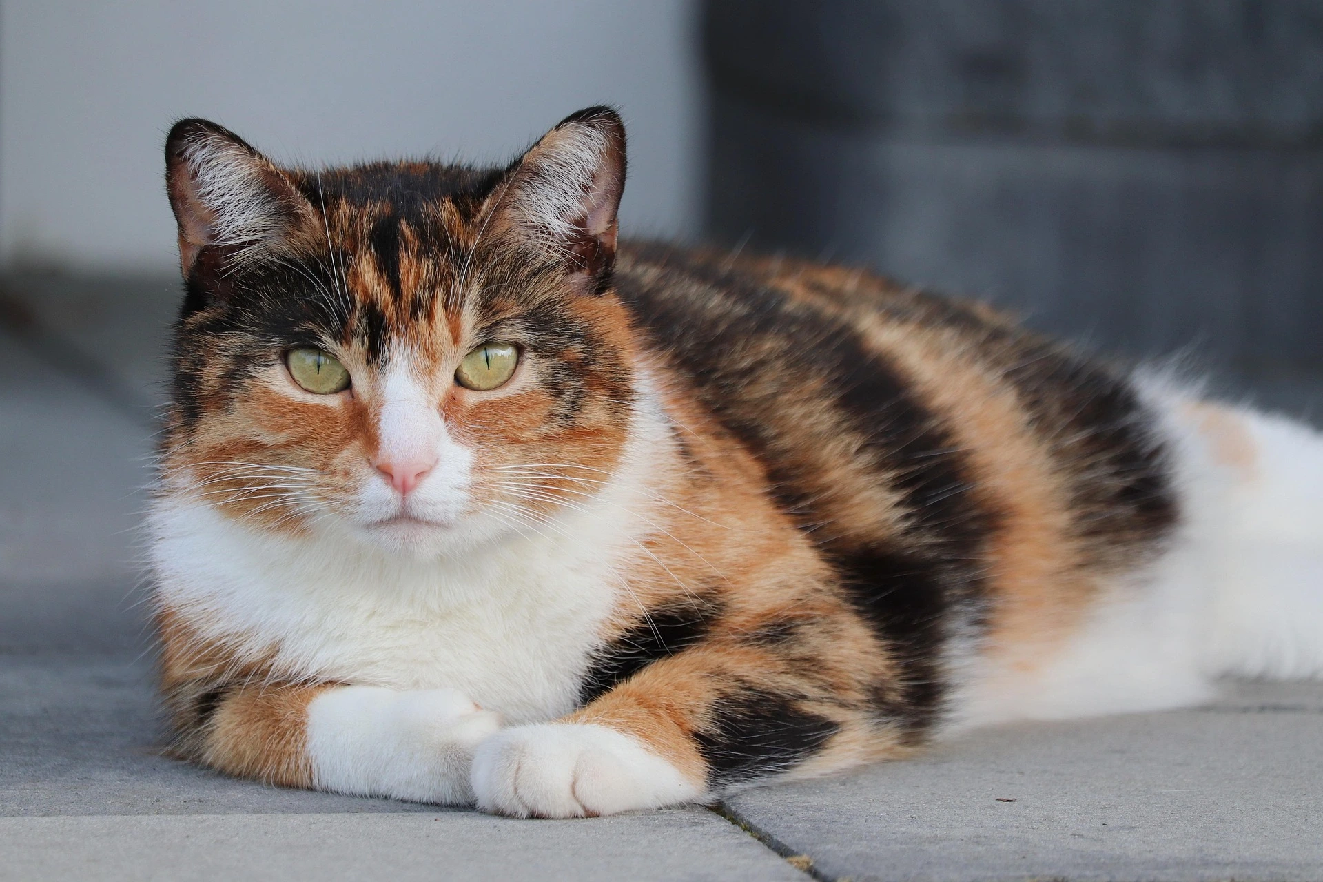 black and orange cat names