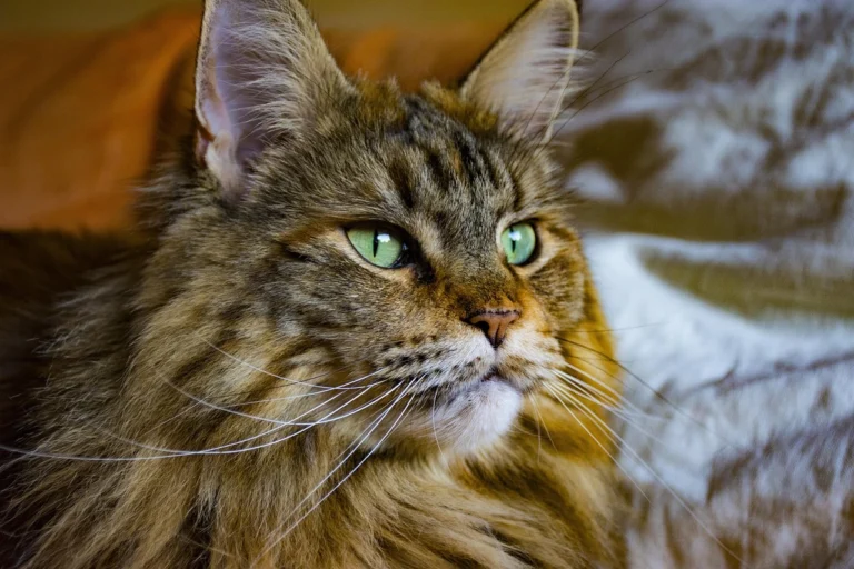 Cat Breed Maine Coon Cost Explained