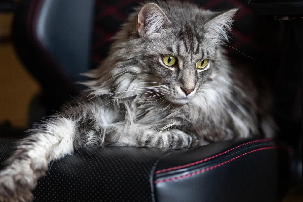 how much is a maine coon cat
