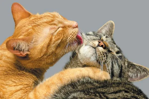 cats licking each other