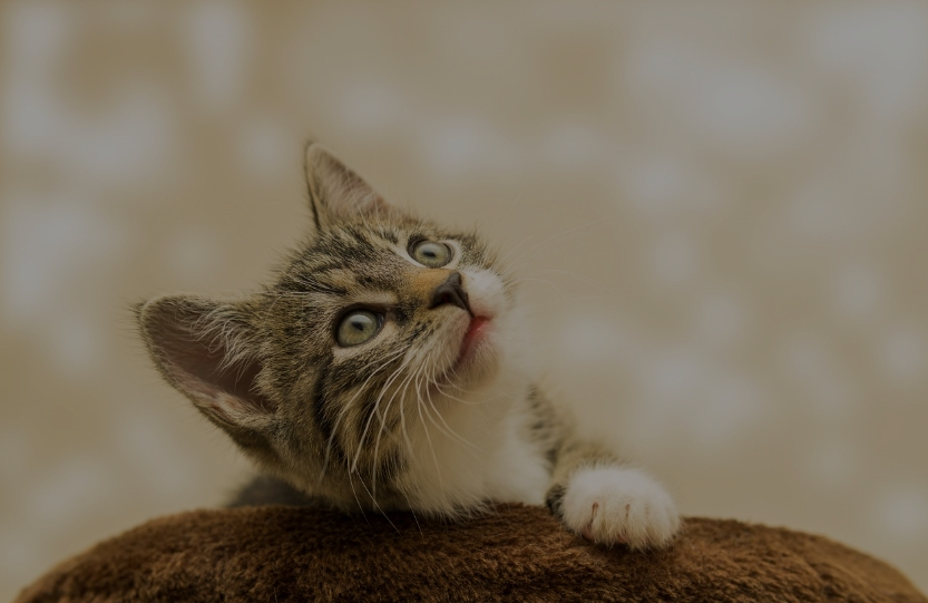 what can cats eat