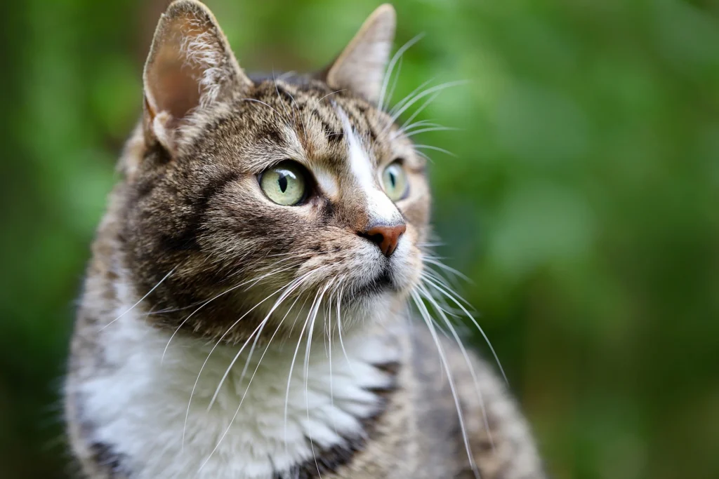 What Vegetables Can Cats Eat