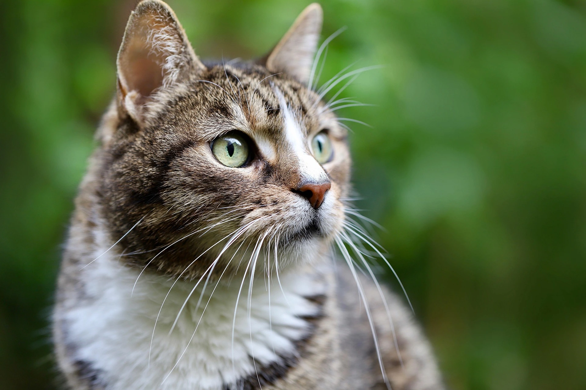 What Vegetables Can Cats Eat