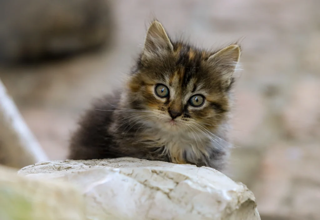 What fruits can cats eat