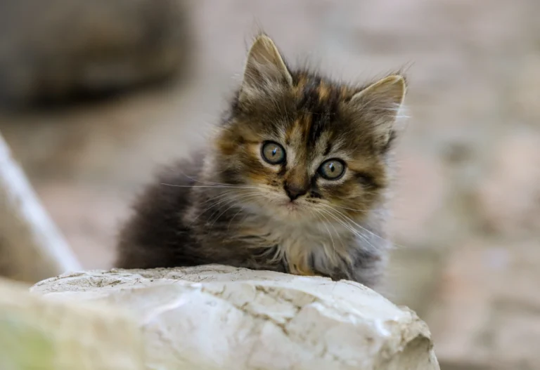 What fruits can cats eat