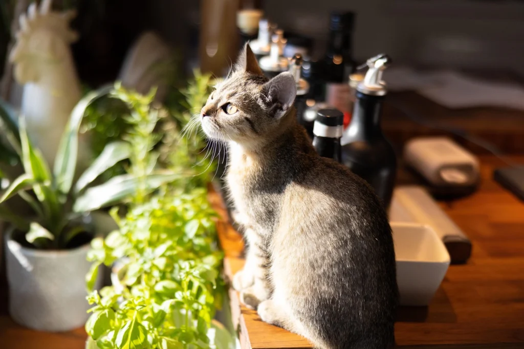 can cats eat chocolate
