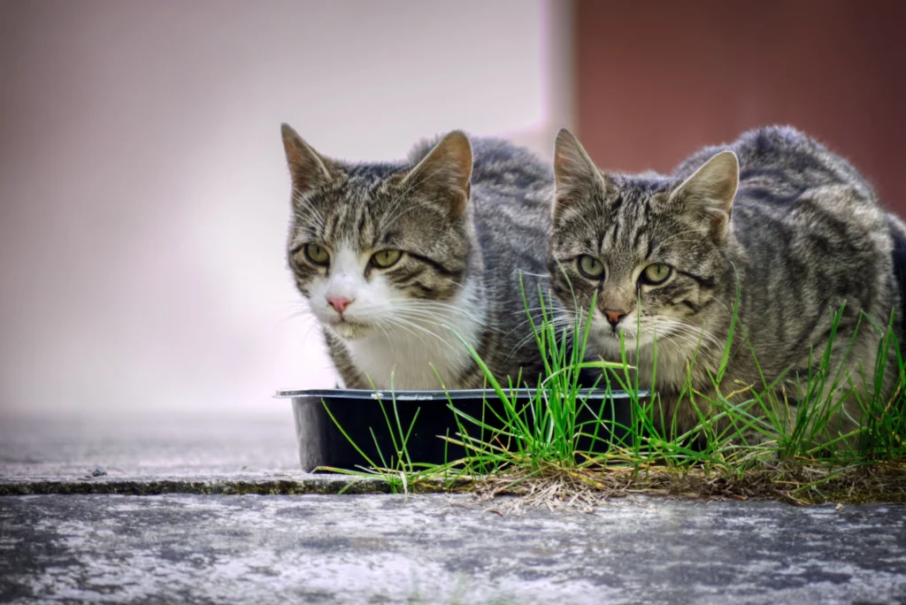 what human foods can cats eat