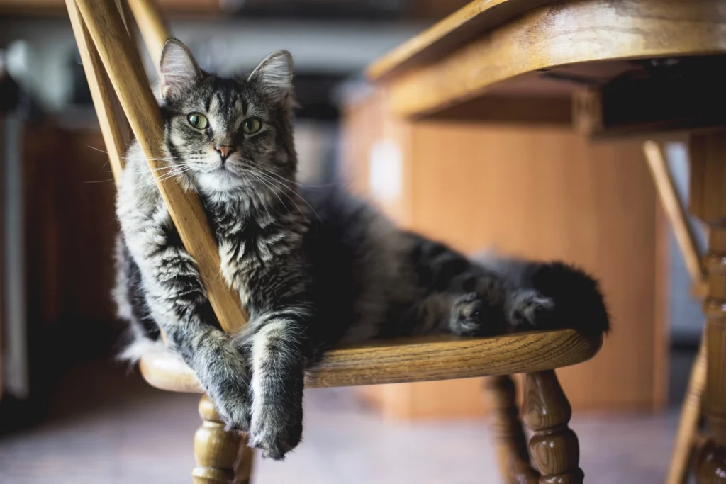 Are peaches toxic to cats