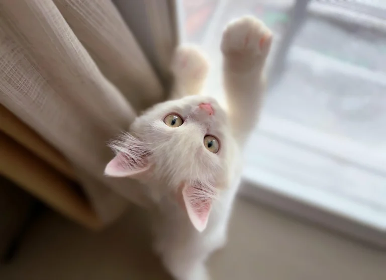 Can Cats Eat Cucumbers