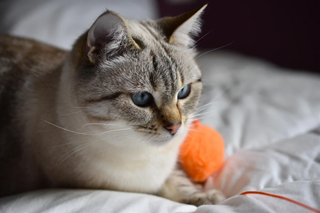 Can Cats Eat Watermelon