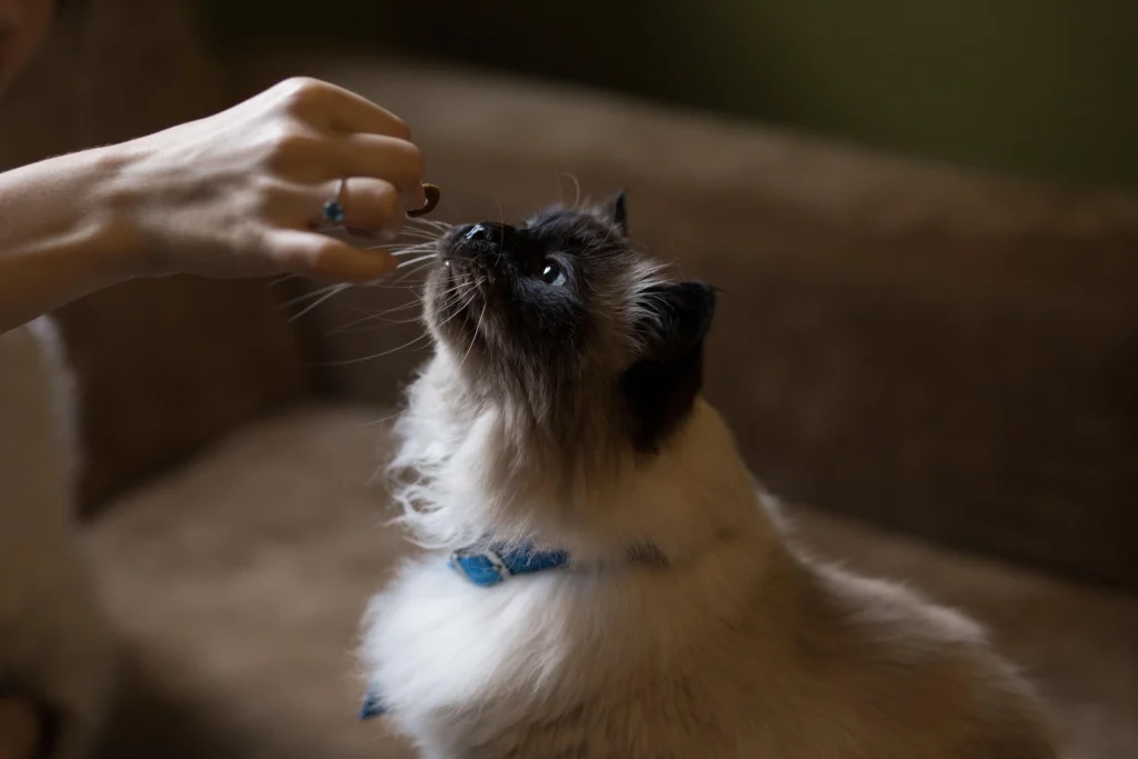 are cherries toxic to cats