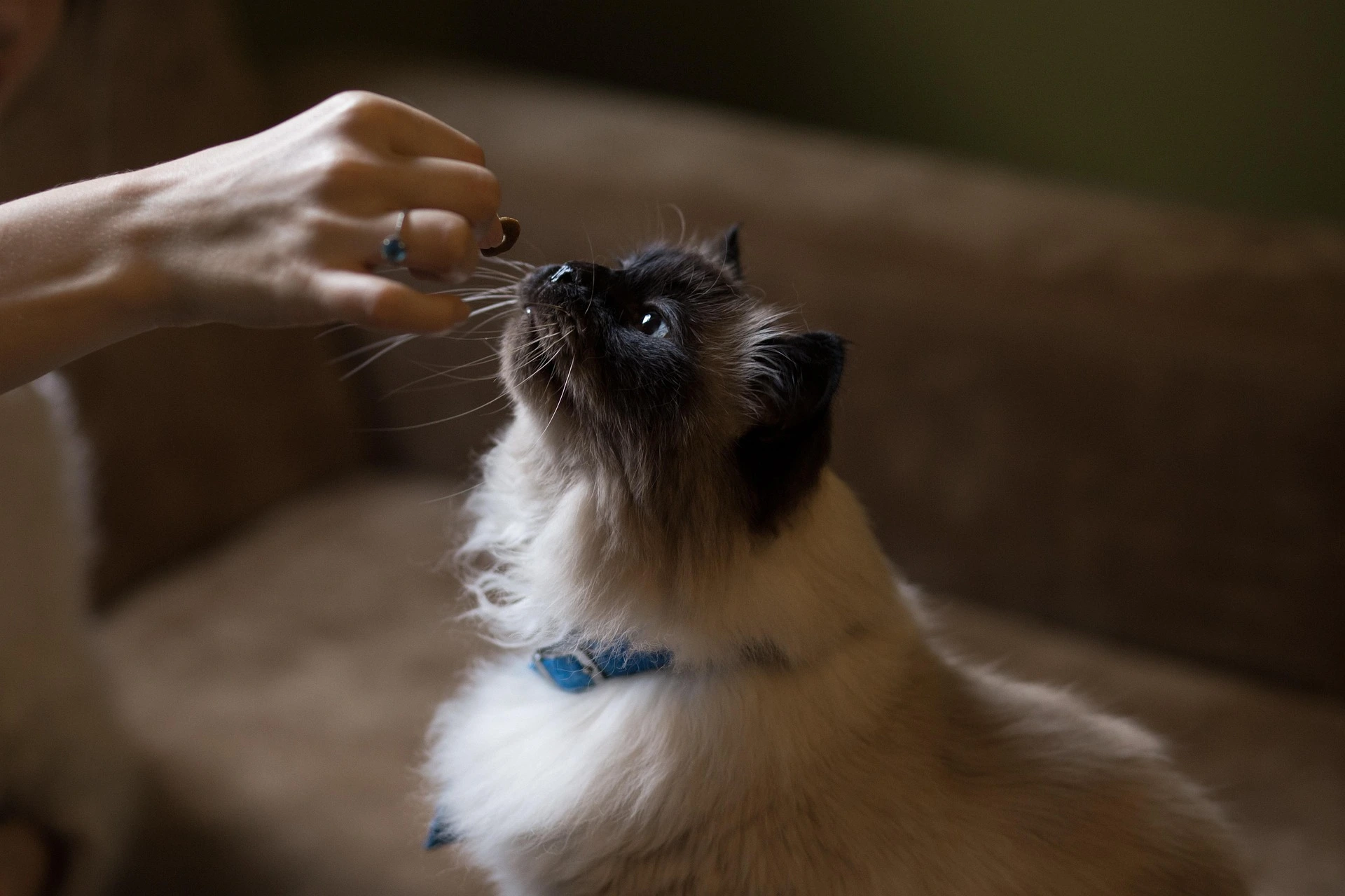 are cherries toxic to cats