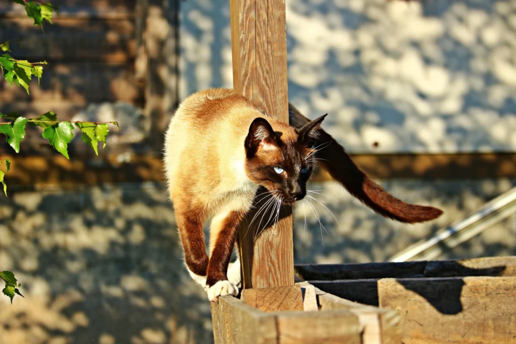 can cats eat Leeks