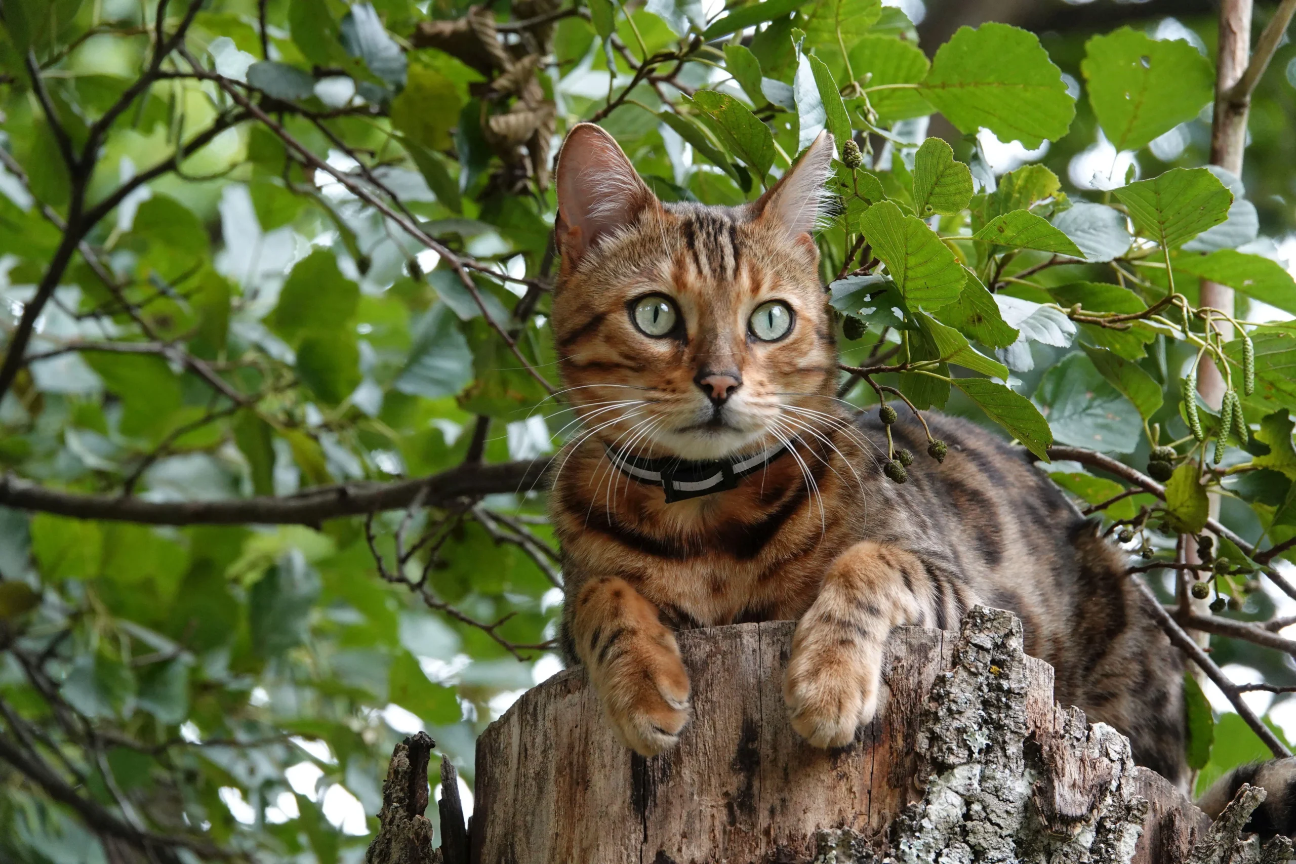 can cats eat Mango