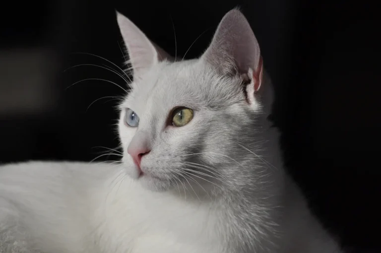 can cats eat avocado