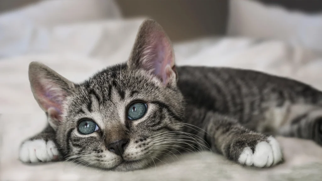Can Cats Eat Broccoli