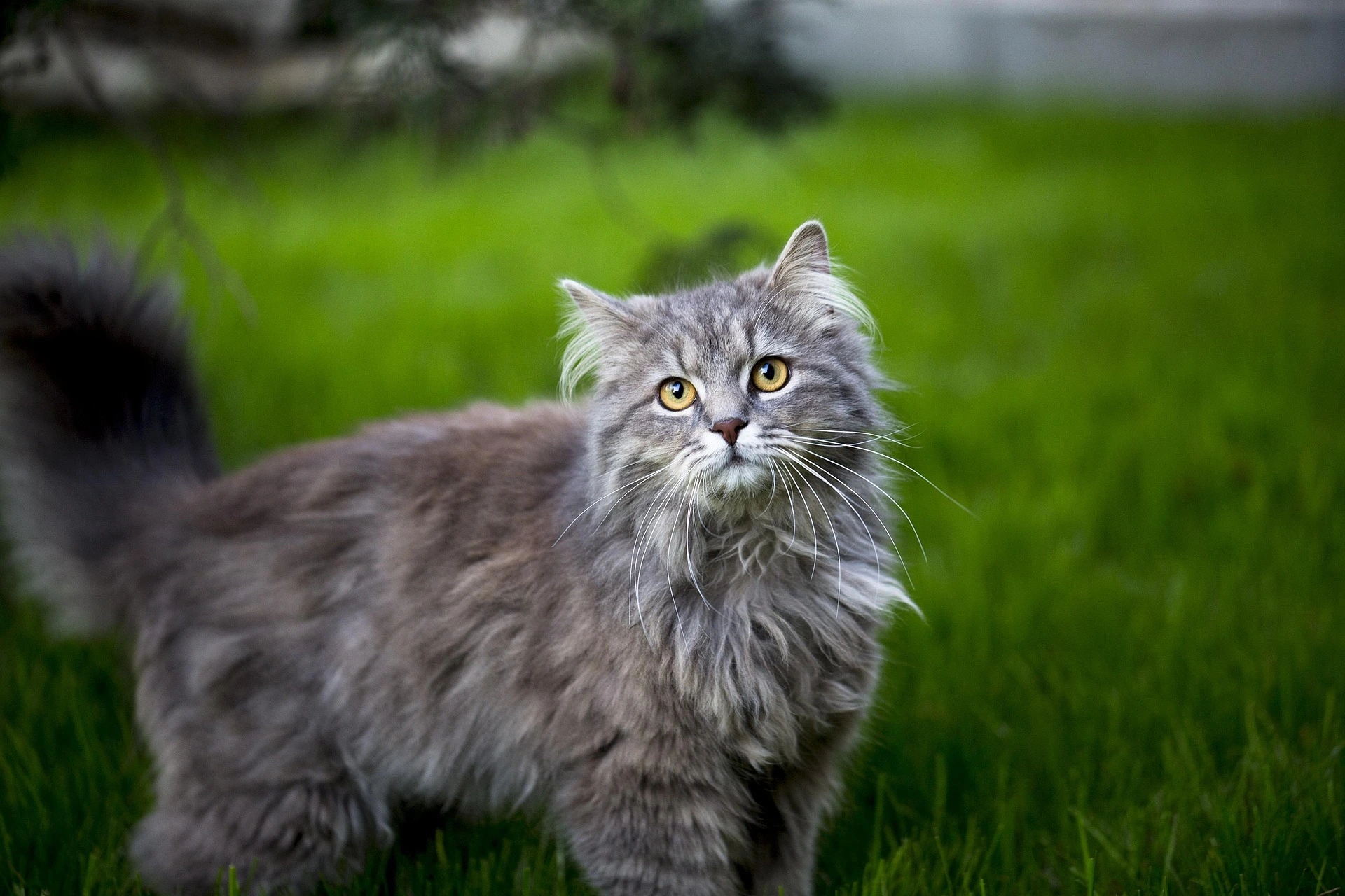 can cats eat garlic