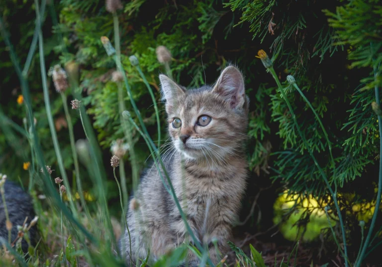 can cats eat mushrooms