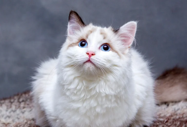 can cats eat peas