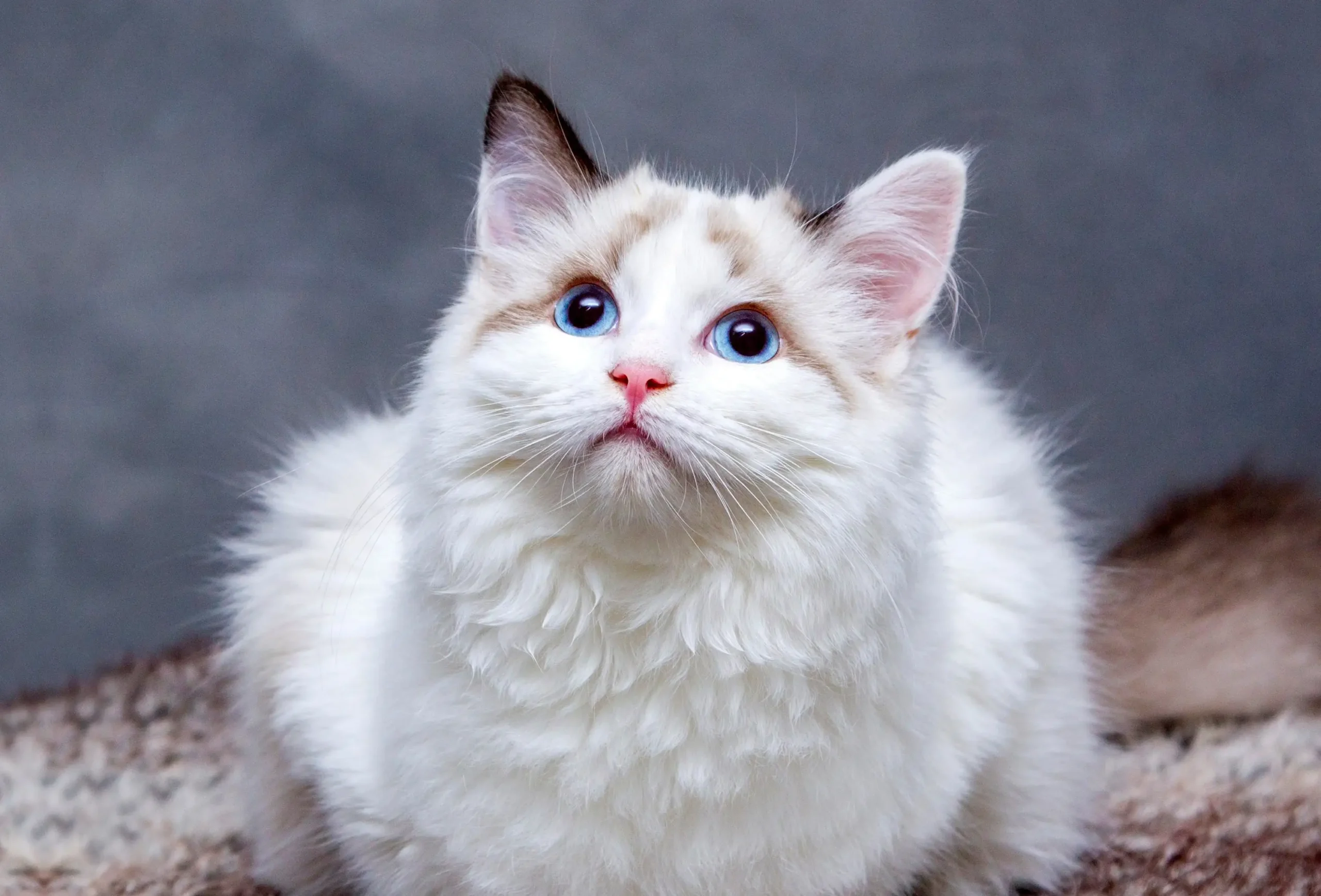can cats eat peas
