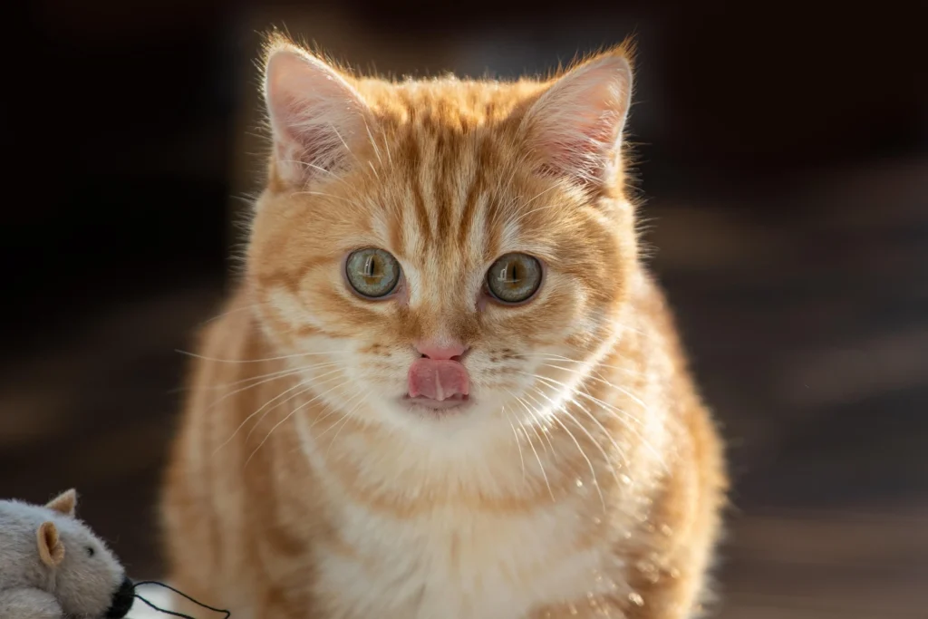 can cats eat pineapple
