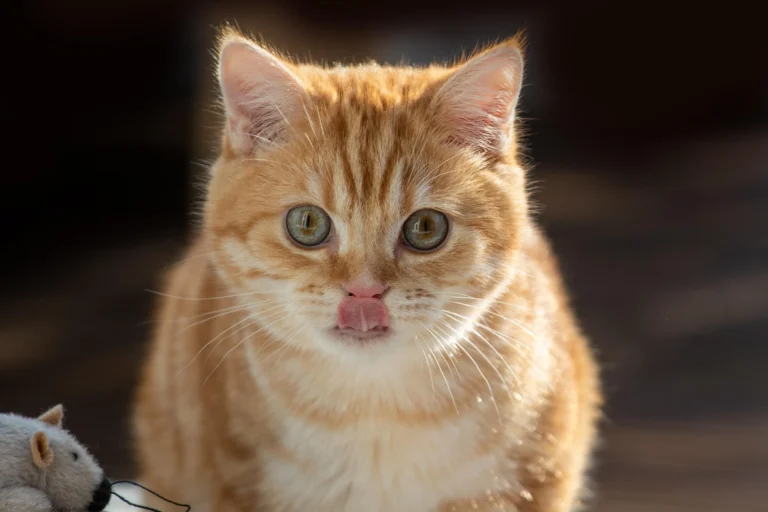 can cats eat pineapple