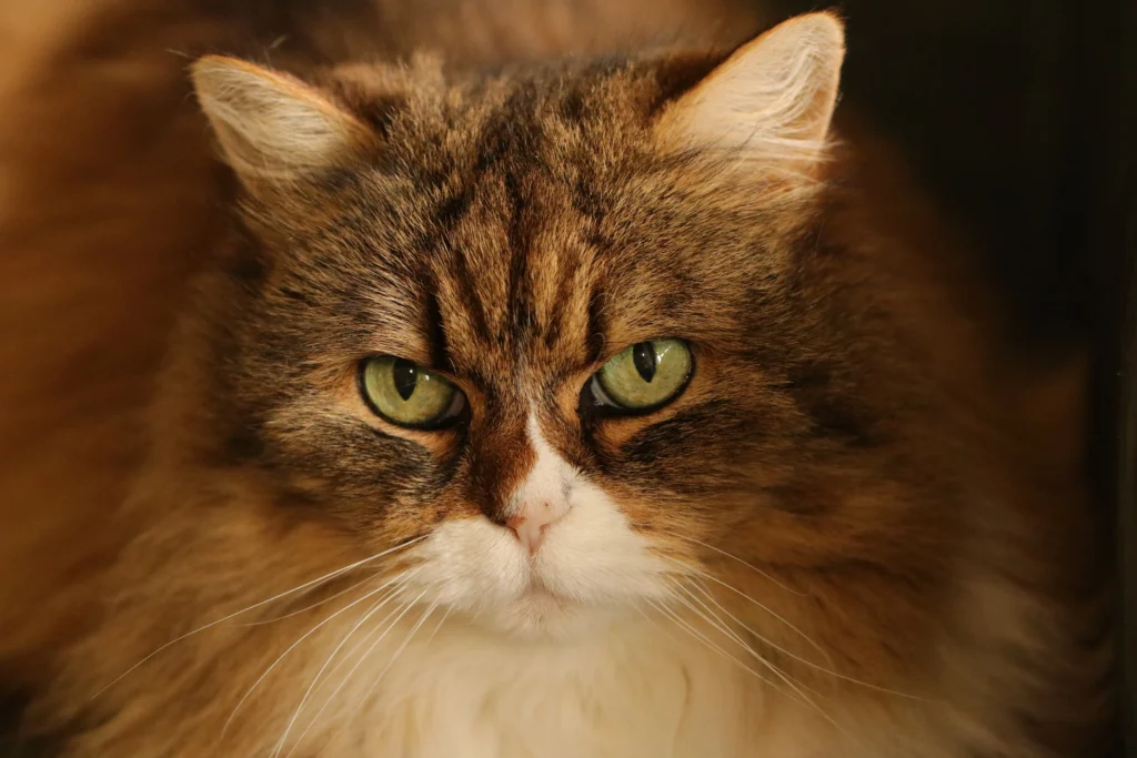 can cats eat spinach