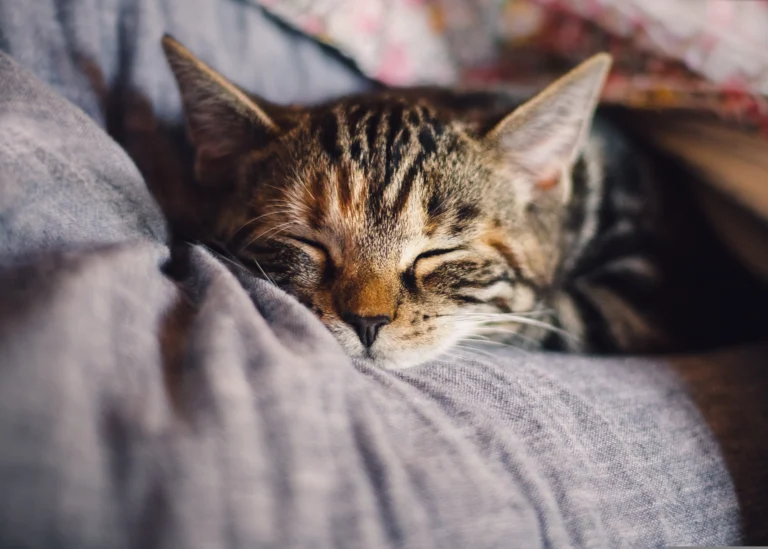 Onion Toxicity in Cats