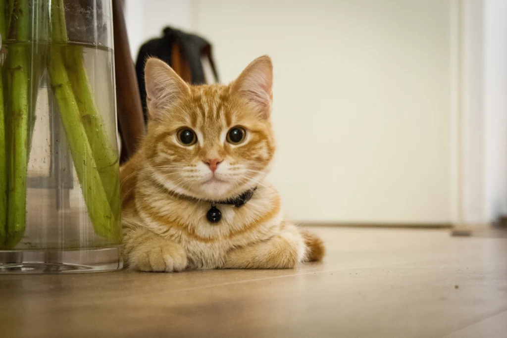 Can Cats Eat Coconut