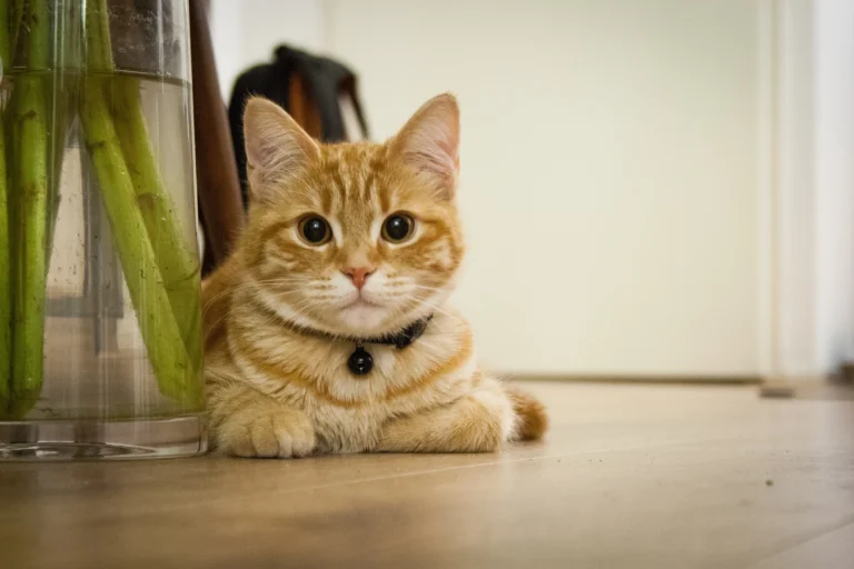 Can Cats Eat Coconut